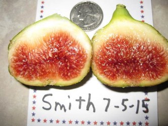Smith Fig, Becnel's Smith Fig, Ficus carica 'Smith'